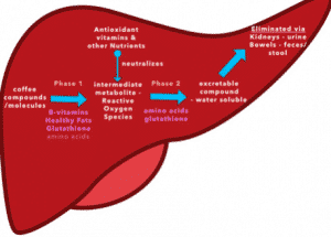 liver diagram